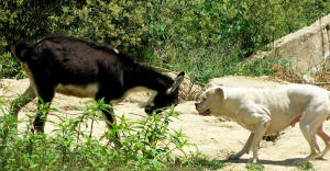 Dog and goat in head-to-head standoff