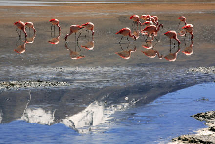 Photo of flamingos with mountain reflected in the water