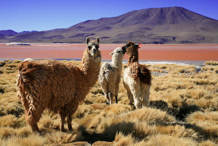 Three llamas on a plain in front of a mountain under a blue sky