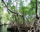 Gnarled tree roots in water