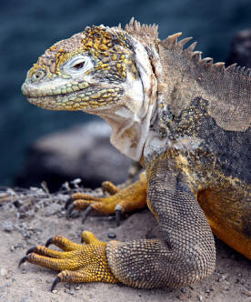 Head & shoulders of iguana