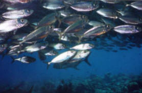 Looking up into a school of fishes