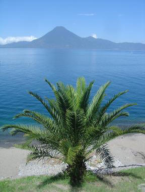 Palm tree in front of blue water and distant mountain