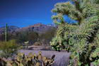 Cactus near road in front of mountains